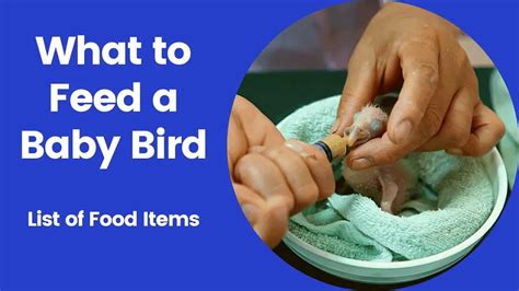If you find a baby bird, make sure to take it to a rehabilitator as soon as possible. Baby birds spend their first days on the ground before their feathers are fully developed. It is unlikely that the bird’s parents will abandon it, and if the parents are nearby, they will come to feed the injured bird.